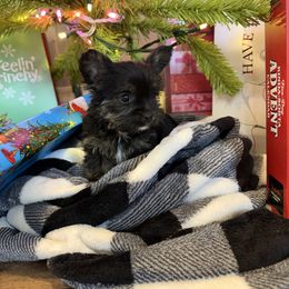 Male 1 - Tri-color male Yorkipoo puppy in Ludlow, Missouri from Countryside Doodles and Mohr