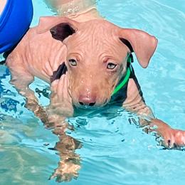 Mocha - Chocolate male American Hairless Terrier puppy in Sacramento, California from Gold Rush Kennels
