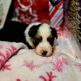 Blitzen - Black tri-color female Australian Shepherd puppy in Blairsville, Georgia from Georgia Peach Aussies