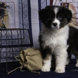 Australian Shepherd Puppies from Dovehawk Australian Shepherds