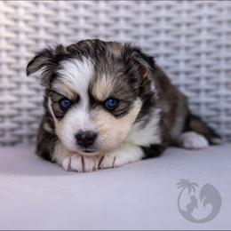 Mira - Tri-color female Pomsky puppy in Sumter, South Carolina from Emerald Skies Pomskies