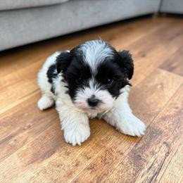 Mazie - Black female Havapoo puppy in Bowling Green, Kentucky from Denise Clark