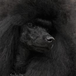 Connor - Poodle