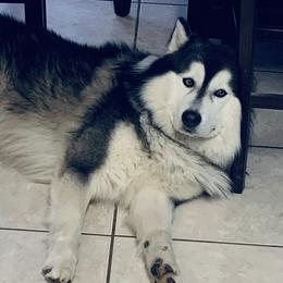Kai - Siberian Husky