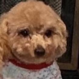 Pretzel - Maltipoo