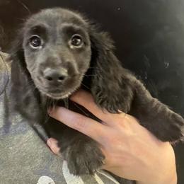 Saray girl 3 - Black female Dachshund puppy in Bigfork, Minnesota from Dachshunds Up North