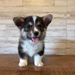 Sam - Black and tan male Pembroke Welsh Corgi puppy in Mc Cammon, Idaho from Sunny J Corgis and Mini Americans