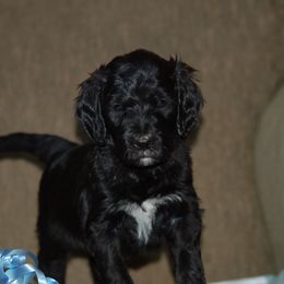 Double Doodle, Goldendoodle, and Poodle Puppies from Top of the Hill Doodles