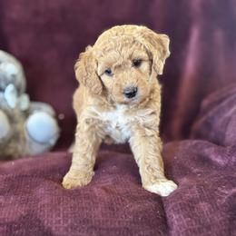 Ruby - Apricot female Goldendoodle puppy in Morriston, Florida from Florida's Joyful Goldendoodles