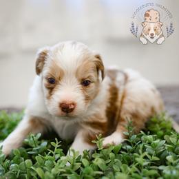 Mocha - Red merle female Miniature Australian Shepherd puppy in Hearne, Texas from Wigglebutts Unlimited