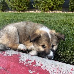 Icelandic Sheepdog Puppies from Tobiasson icie