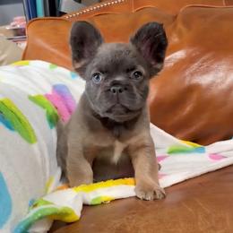 Mack - Fawn male French Bulldog puppy in North Branch, Minnesota from Halverson Bulldogges
