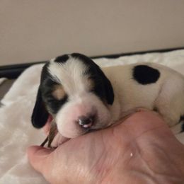 Samantha - Black brown and white female Basset Hound puppy in Denison, Texas from Emma Lou's Baby Bassets