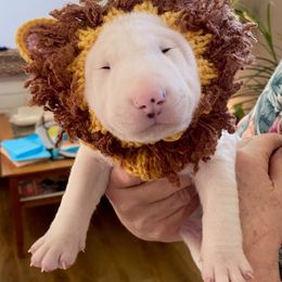 Miniature Bull Terrier Puppies from Tonka Miniature Bull Terriers