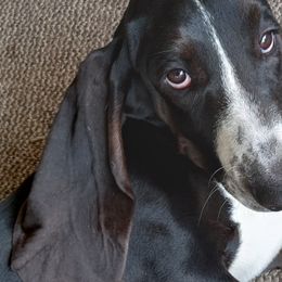 Basset Hounds from Beach Bassets by CC