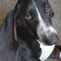 Basset Hounds from Beach Bassets by CC