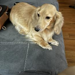 Allyn - Dachshund