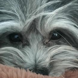 Havanese from Havanese Havaton Pups