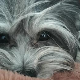 Havanese from Havanese Havaton Pups