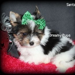 AKC Santa   2000 - Black tan and white male Biewer Terrier puppy in Kennesaw, Georgia from Dreamy Pups