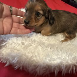 Dachshund Puppies from SunnySeaDachs