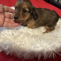 Dachshund Puppies from SunnySeaDachs