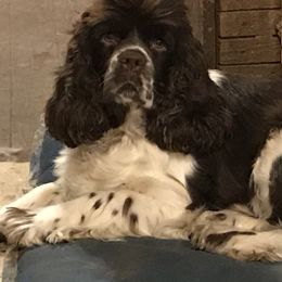 Cocker Spaniels and Saint Bernards from Hirt House Saints