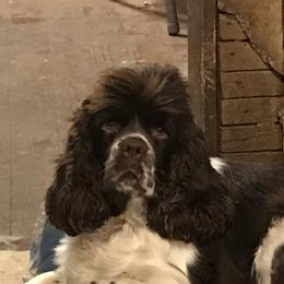 Cocker Spaniels and Saint Bernards from Hirt House Saints