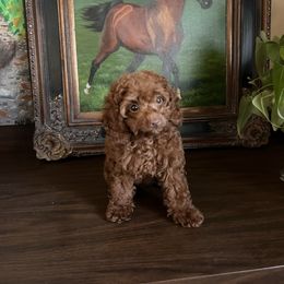 Pumpkin - Red female Assorted Doodle Crosses puppy in Hesperia, California from House of Poodles