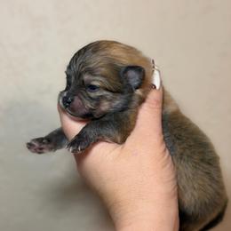Berlin - Orange sable male Pomeranian puppy in Phoenix, Arizona from Luxpomz