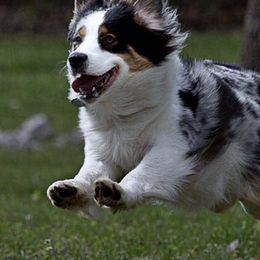 Australian Shepherds and Tibetan Spaniels from Kyroka