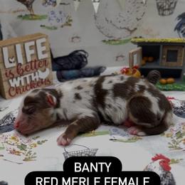Banty - Red merle female Miniature Australian Shepherd puppy in Cave Creek, Arizona from Arizona Aussies