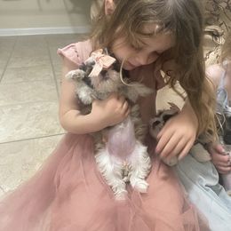 Shih Tzu Puppies from Tiny Bubbles Shih Tzus