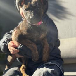 Dutch Shepherd Puppies from Oak Creek K9