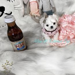Maltese and Yorkshire Terrier Puppies from tatortot pup