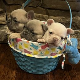 French Bulldog Puppies from 731 Frenchies