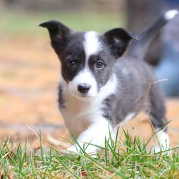 Toffee - Brindle and white female American Corgi puppy in Plains, Montana from Diamond Corgis