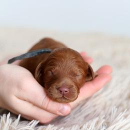 Blue - Caramel red male Australian Labradoodle puppy in Williamstown, New York from Lewis Manor Labradoodles
