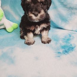 Miniature Schnauzer Puppies from Flyover Farms