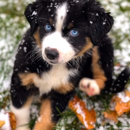 Miniature American Shepherd Puppies from Eagles Landing Miniature American Shepherds