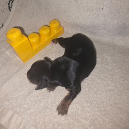 Yellow Girl - Black and tan female Yorkshire Terrier puppy in St. Louis, Missouri from Yorkieville - Shih Tzu Nation
