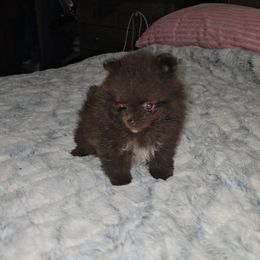 Cinnamon - Chocolate and tan female Pomeranian puppy in Angleton, Texas from Pomeranian Palace, LLC