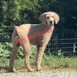 Chief - Poodle