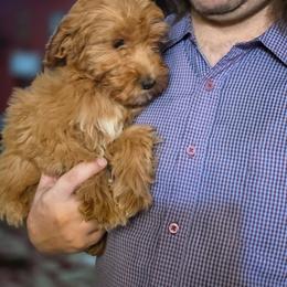 Elizabeth - Apricot female Goldendoodle puppy in Milton, Florida from Sutton Place Doodles