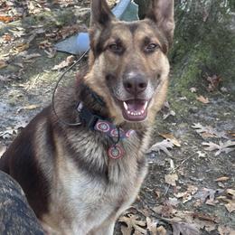 Kovu - German Shepherd