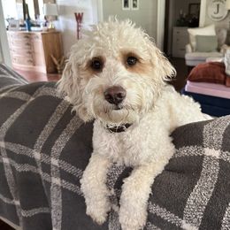 Copper - Goldendoodle