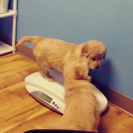 Golden Retrievers from Kayla's Goldens