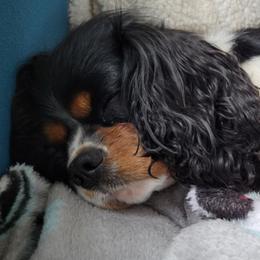 Cavalier King Charles Spaniels from Hope Cavaliers