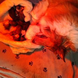 Collie Puppies from Campers Collies