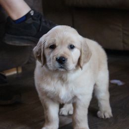 Golden Retriever Puppies from Golden Barnes Kennel